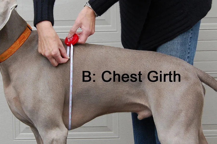 Large Dog Rain Coat - "Rain Slicker" by Chilly Dogs - Standard Size FINAL SALE